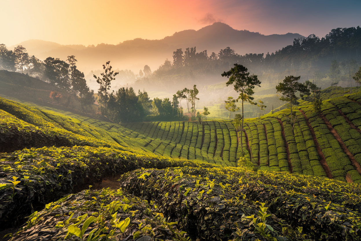 Lush green tea gardens of Darjeeling with misty Himalayan mountains and warm morning sunlight