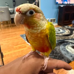 Single parrot perched on human hand