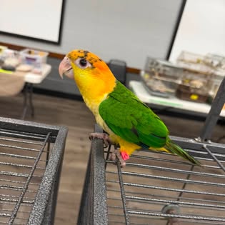 Bird photo from Friendly Birds Of Chicago