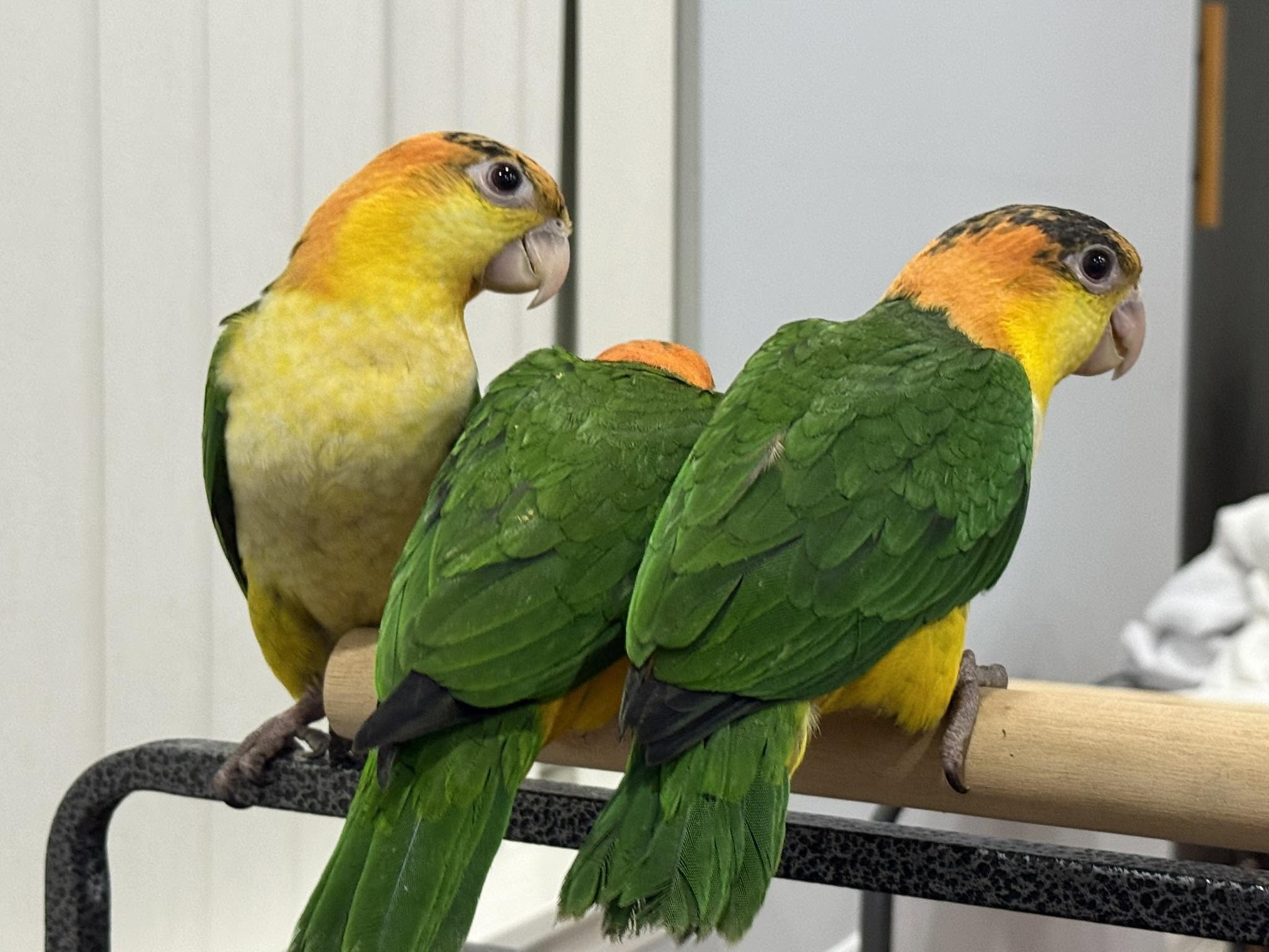Three colorful parrots perched on a wooden branch
