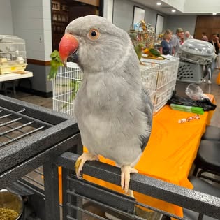 Gray parrot with red beak on orange platform
