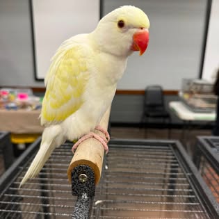 White and yellow parrot perched on wooden stand