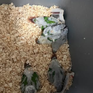 Young parrots in bedding with food and water containers