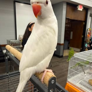 Bird photo from Friendly Birds Of Chicago