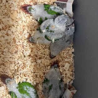 Close-up of young parrots in enclosure with bedding
