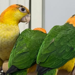 Close-up of parrot heads showing plumage detail