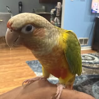 Parrot on human hand in indoor setting